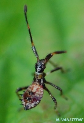 Coreidae